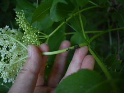 Sirup od bazge Sirup od bazge