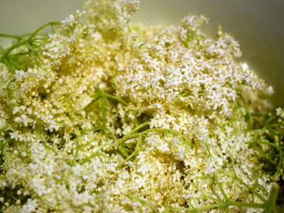 Sirup od bazge Sirup od bazge