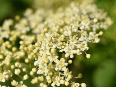 Sirup od bazge Sirup od bazge