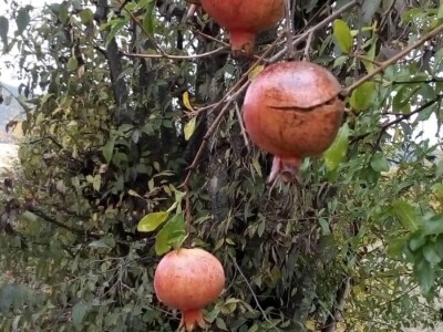 Sirup od šipka tradicionalna moderna  namirnica