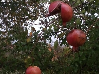 Sirup od šipka tradicionalna moderna  namirnica