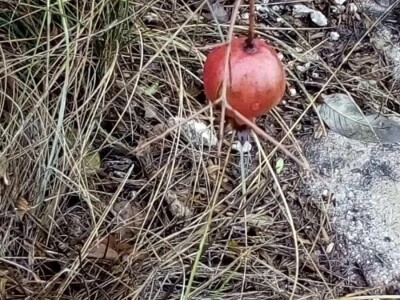 Sirup od šipka tradicionalna moderna  namirnica