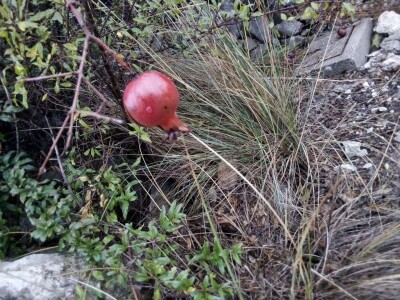 Sirup od šipka tradicionalna moderna  namirnica