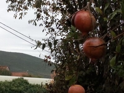Sirup od šipka tradicionalna moderna  namirnica