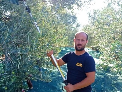 OPG ŠIŠAK - Ante Šišak laškše do zlata u New Yorku nego do zemlje u Dubravicama OPG ŠIŠAK - Ante Šišak laškše do zlata u New Yorku nego do zemlje u Dubravicama