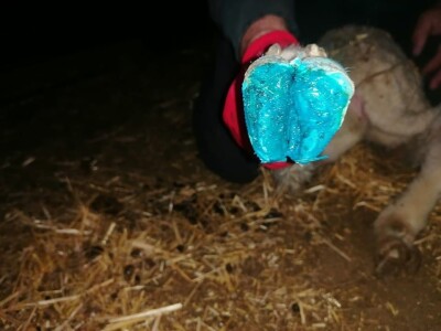 Šišanje ovaca i orezivanje papaka-problemi koji se mogu javiti