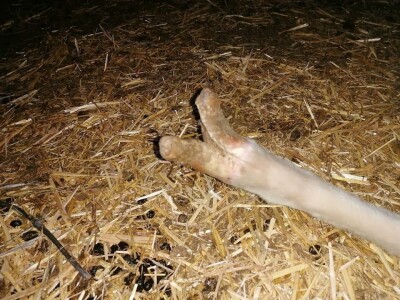 Šišanje ovaca i orezivanje papaka-problemi koji se mogu javiti