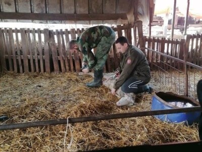 Šišanje ovaca i orezivanje papaka-problemi koji se mogu javiti