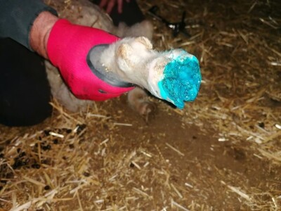 Šišanje ovaca i orezivanje papaka-problemi koji se mogu javiti