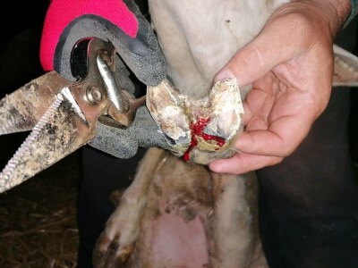 Šišanje ovaca i orezivanje papaka-problemi koji se mogu javiti