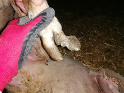 Šišanje ovaca i orezivanje papaka-problemi koji se mogu javiti