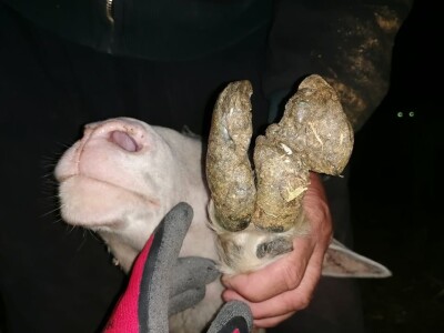 Šišanje ovaca i orezivanje papaka-problemi koji se mogu javiti