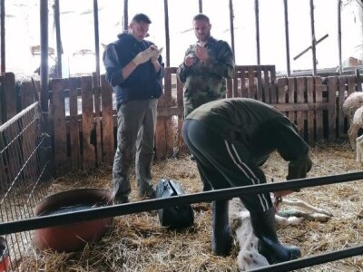 Šišanje ovaca i orezivanje papaka-problemi koji se mogu javiti