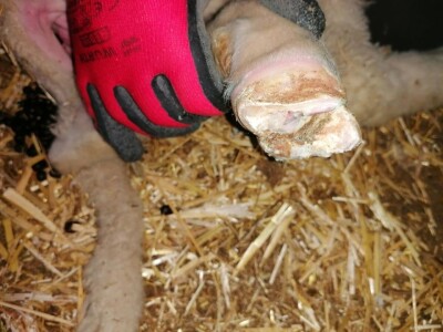 Šišanje ovaca i orezivanje papaka-problemi koji se mogu javiti