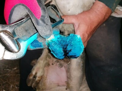 Šišanje ovaca i orezivanje papaka-problemi koji se mogu javiti