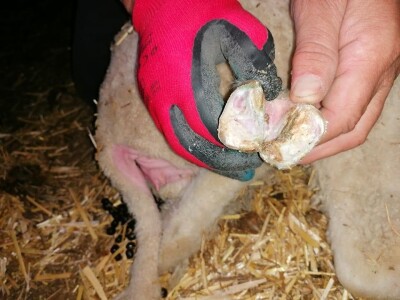 Šišanje ovaca i orezivanje papaka-problemi koji se mogu javiti