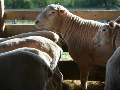 Šišanje ovaca na čačanski način