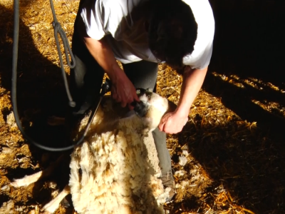 Šišanje ovaca na čačanski način
