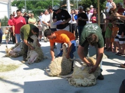 Natjecanje u šišanju ovaca na Kvarneru