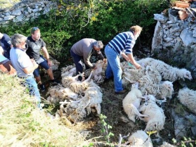 Sezona šišanja ovaca u Dalmaciji