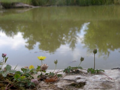 Šišmiš Mali potkovnjak (Rhinolophus hipposideros)