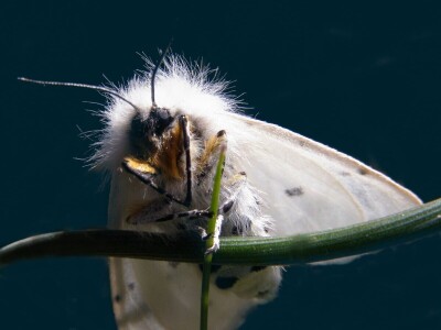 Šišmiš Mali potkovnjak (Rhinolophus hipposideros)