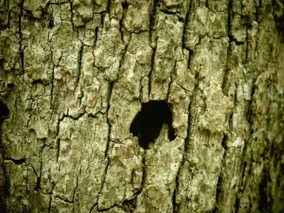 Šišmiš Mali potkovnjak (Rhinolophus hipposideros)