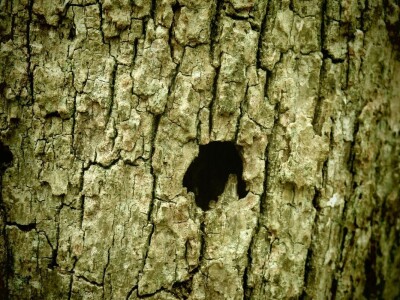 Šišmiš Mali potkovnjak (Rhinolophus hipposideros)