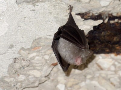 Šišmiš Mali potkovnjak (Rhinolophus hipposideros)