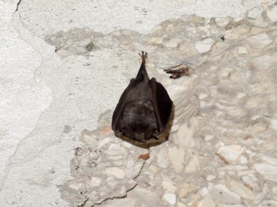 Šišmiš Mali potkovnjak (Rhinolophus hipposideros)