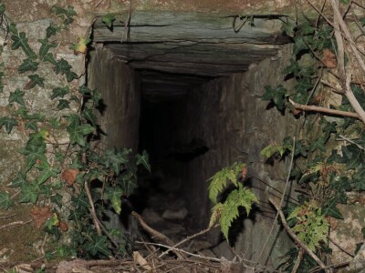 Šišmiš Mali potkovnjak (Rhinolophus hipposideros)