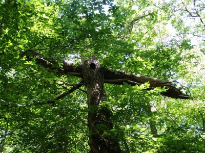 Šišmiš Mali potkovnjak (Rhinolophus hipposideros)