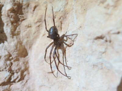 Šišmiš Mali potkovnjak (Rhinolophus hipposideros)