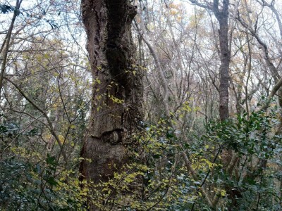 Šišmiš Mali potkovnjak (Rhinolophus hipposideros)