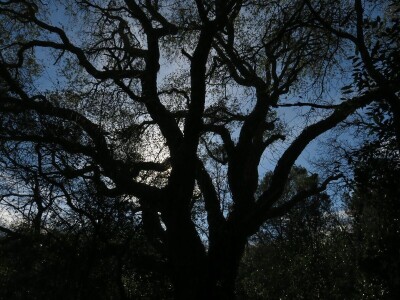 Šišmiš Mali potkovnjak (Rhinolophus hipposideros)