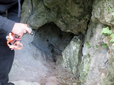 Šišmiš Mali potkovnjak (Rhinolophus hipposideros)