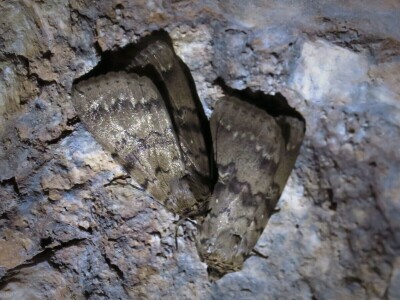 Šišmiš Mali potkovnjak (Rhinolophus hipposideros)
