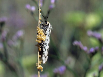 Šišmiš Mali potkovnjak (Rhinolophus hipposideros)