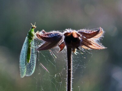 Šišmiš Mali potkovnjak (Rhinolophus hipposideros)