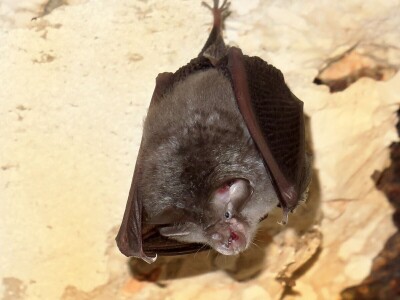 Šišmiš Mali potkovnjak (Rhinolophus hipposideros)