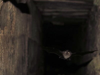 Šišmiš Mali potkovnjak (Rhinolophus hipposideros)