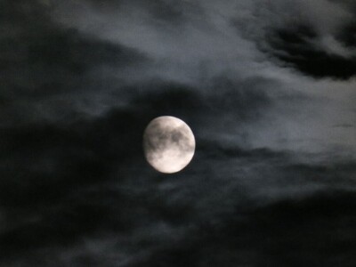 Šišmiš Mali potkovnjak (Rhinolophus hipposideros)