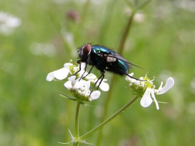 Šišmiš Mali potkovnjak (Rhinolophus hipposideros)