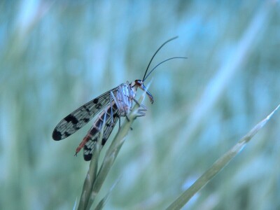 Šišmiš Mali potkovnjak (Rhinolophus hipposideros)