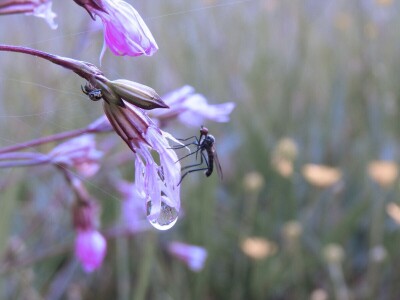Šišmiš Mali potkovnjak (Rhinolophus hipposideros)
