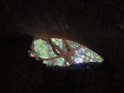 Šišmiš Mali potkovnjak (Rhinolophus hipposideros)