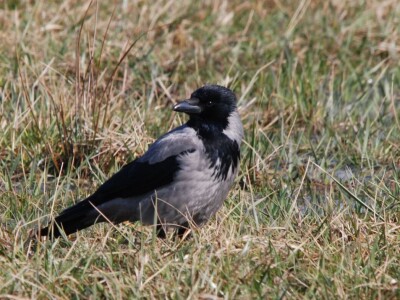 Ptice kao saveznici u poljoprivrednoj proizvodnji
