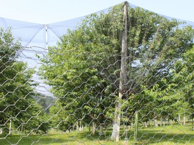 Sjeme divljih trešanja Sjeme divljih trešanja