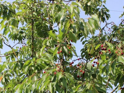 Sjeme divljih trešanja Sjeme divljih trešanja