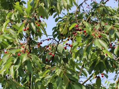 Sjeme divljih trešanja Sjeme divljih trešanja